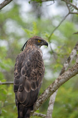 Wildlife From Wipattu
