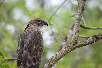 Wildlife From Wipattu