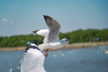 Fototapeta premium seagull in flight