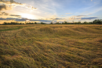 Rice field view with yellow rice, behind the scenes with the setting sun to set.