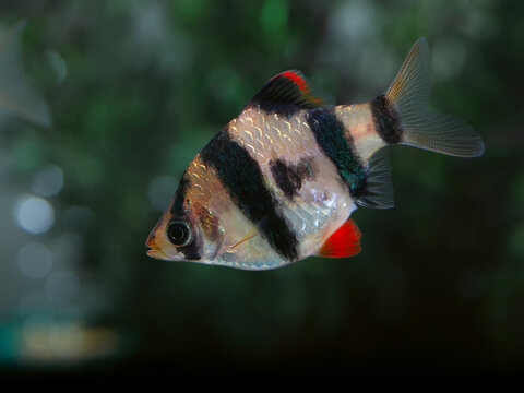 Aquarium fish - Tiger barb or Sumatra barb  (Barbus pentazona)