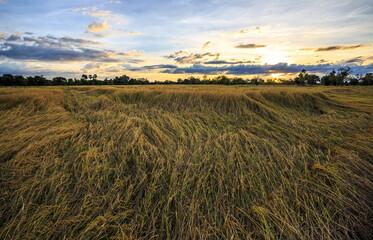 Rice field view with yellow rice, behind the scenes with the setting sun to set.
