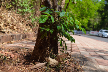 Picture of small plant growing near the root of a tree