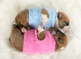 Two newborn English bulldog puppies sleeping on a fur carpet