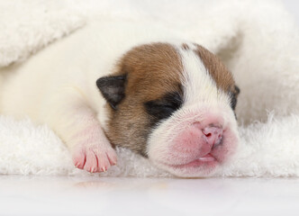 Small newborn English bulldog puppy sleeps under a blanket