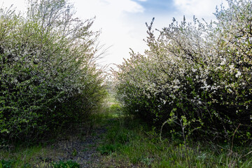 Fototapeta premium An alley and path among green vegetation, grass and trees with shrubs and part of the road ennobled and fenced with flowers for walking and running in parks and forests in nature in the fresh air