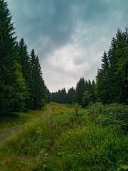 Fototapeta na wymiar Long pathway between bushes and trees to peak of mountain near ski slope
