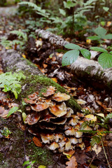 Patch of brown toadstools growing on a rotting log