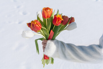 Woman hand holding a spring bouquet of red and white tulips in her hands on the snow background. Bunch of fresh tulip flowers in female hands