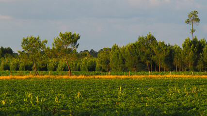 Paysage de champs de maïs et de pins landais