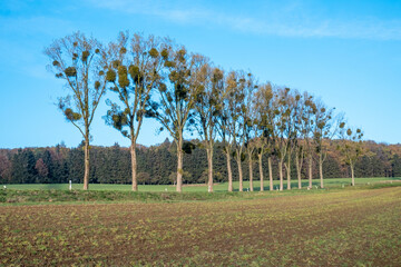 tree with mistletoe parasite in the crown of the tree