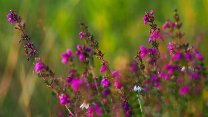 Belles bruyères en fleur, en été