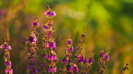 Belles fleurs de bruyères aux pétales violettes