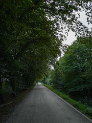 Fototapeta na wymiar Long bike path between bushes and trees