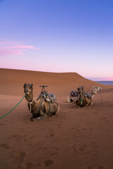 Pair of camels on the desert dune of Erg Chigaga, at the gates of the Sahara, at dawn. Morocco....