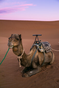 Dromedary on the desert dune of Erg Chigaga, at the gates of the Sahara, at dawn. Morocco. Concept of travel and adventure.