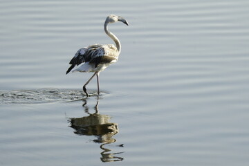 flamingo
