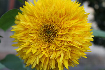 yellow dandelion flower