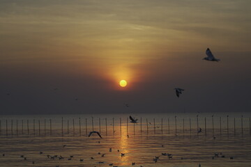 seagulls at sunset
