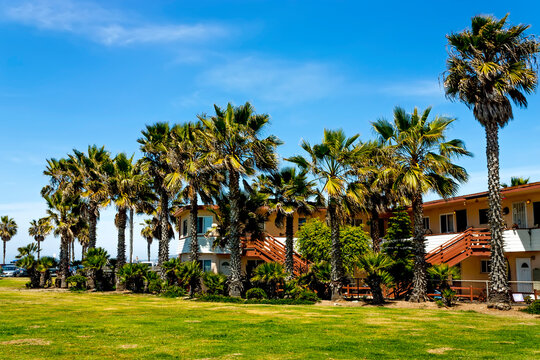 Palm trees on the San Diego,California.