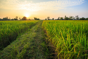 View of rice fields with yellow rice fields behind the setting sun