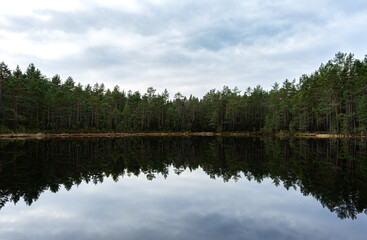 Fototapeta na wymiar reflection of trees in lake