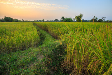 View of rice fields with yellow rice fields behind the setting sun