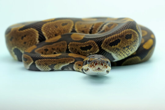 A ball python (Python regius) is wrapping its body and keeping an eye on its environment.