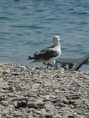 gulls