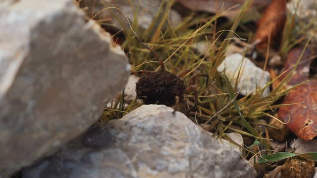 Albanian Spider (with Babies on the back)