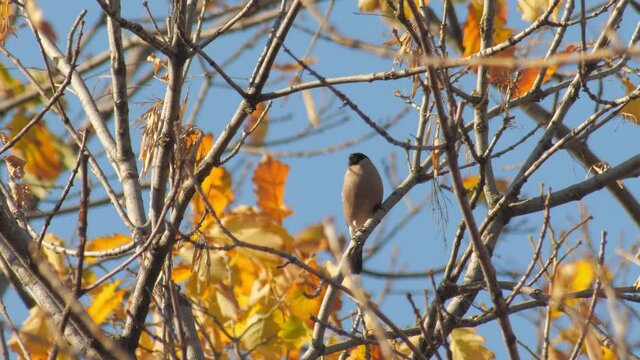 wildlife europe birds - bullfinch female sit maple