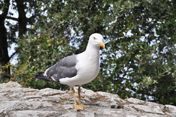 Seagull on a background of green trees on a stone wall