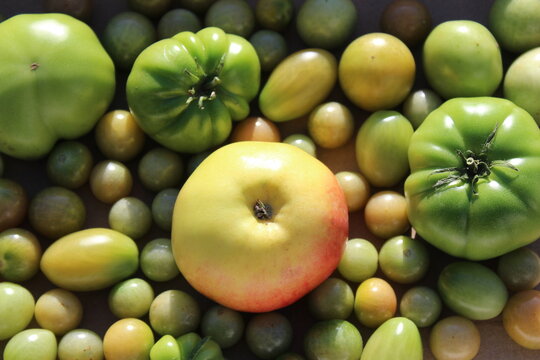 Unreife Tomaten, die mit einem Apfel schneller reifen sollen.