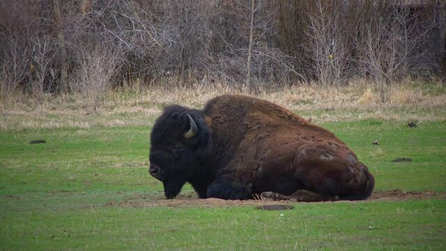 Mammals of Montana. The American bison or buffalo (Bison bison) eat green grass on the field.