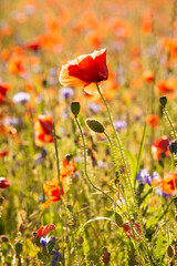 Fototapeta na wymiar Poppies and other summer wild flowers field in sunlight