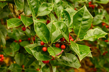 Christmas Holly