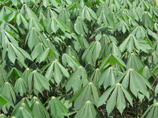 Cassava garden