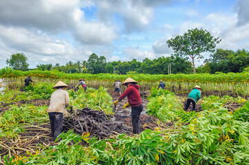 The farmers are harvesting cassava in Tay Ninh province, Vietnam