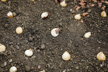 Shallow depth of field (selective focus) image with tulip bulbs on the ground ready to be planted during a cloudy and cold November day.