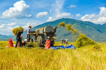 The farmers harvesting rice in Binh Thuan province, Vietnam.