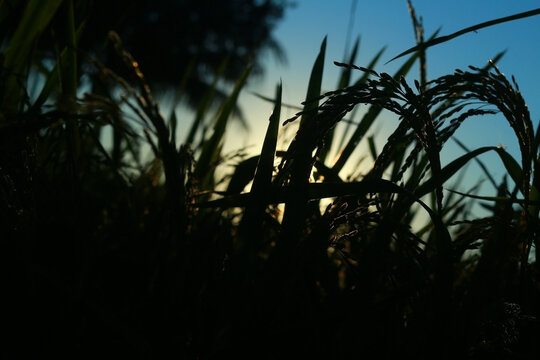 Blur backgroubd in sunlight and rice tre, Rice field. Closeup,  leaf ,dark in sun light. free stock image of beautiful close up of organic rice field.