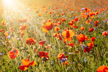 Naklejka premium Poppies and other summer wild flowers field in sunlight