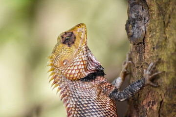 Wildlife From Wipattu