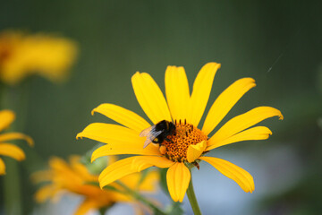 Little bumblebee sits on a lonely orange flower on a blurry background
