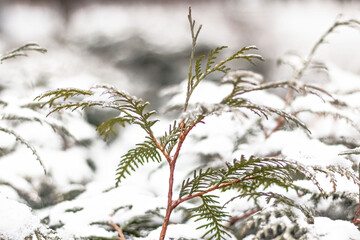 Winter snow background with thuja branches. Christmas background