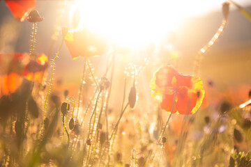 Poppies and other summer wild flowers field in sunlight