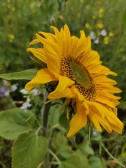 Late sunflower