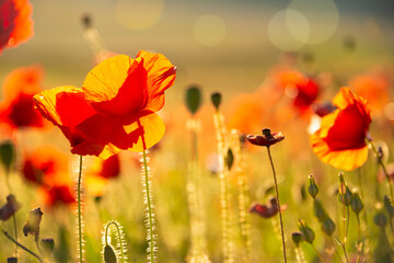Poppies and other summer wild flowers field in sunlight