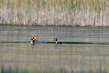 Revierkampf bei den Haubentauchern in der Oberlausitz	