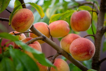 peaches on a tree